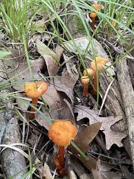 Attēlu rezultāti vaicājumam “Hygrocybe cantharellus”