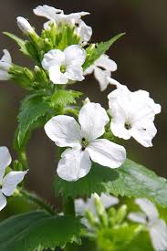 Image result for Lunaria annua