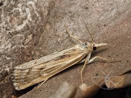 Attēlu rezultāti vaicājumam “Pediasia fascelinella”