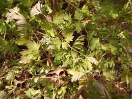 Attēlu rezultāti vaicājumam “Peucedanum oreoselinum”