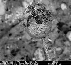 Attēlu rezultāti vaicājumam “Cribraria violacea macro”