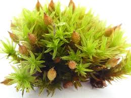 Attēlu rezultāti vaicājumam “Orthotrichum anomalum”