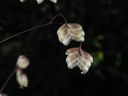 Attēlu rezultāti vaicājumam “Briza media”