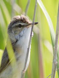 Image result for Acrocephalus agricola