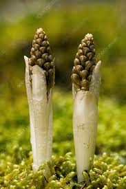 Attēlu rezultāti vaicājumam “Neottia nidus-avis bud”