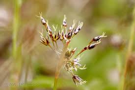 Attēlu rezultāti vaicājumam “Luzula pilosa”