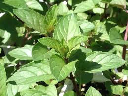 Attēlu rezultāti vaicājumam “Mentha x piperita”