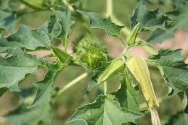 Attēlu rezultāti vaicājumam “Datura stramonium fruit”