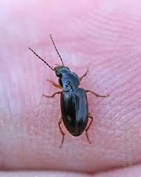 Attēlu rezultāti vaicājumam “Acupalpus flavicollis”