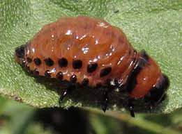 Attēlu rezultāti vaicājumam “Leptinotarsa decemlineata”