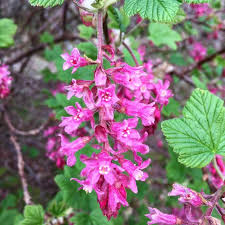 Attēlu rezultāti vaicājumam “Ribes nigrum flower”