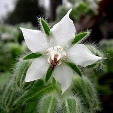 Attēlu rezultāti vaicājumam “Borago officinalis bud”