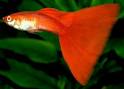 Fancy Guppy fish aquarium   water quality and conditioning
