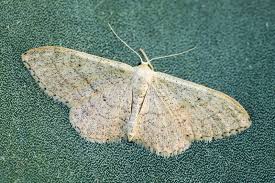 Attēlu rezultāti vaicājumam “Idaea aversata”