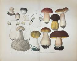 Attēlu rezultāti vaicājumam “Boletus edulis”