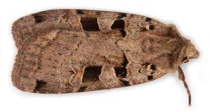 Attēlu rezultāti vaicājumam “Xestia triangulum”