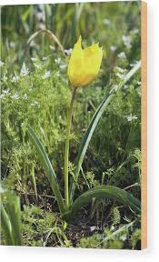 Attēlu rezultāti vaicājumam “Tulipa sylvestris”