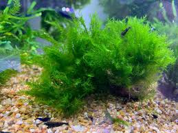 Attēlu rezultāti vaicājumam “Fissidens arnoldii”