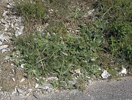 Attēlu rezultāti vaicājumam “Pilosella officinarum bud”