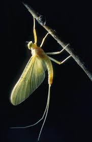 Attēlu rezultāti vaicājumam “Heptagenia sulphurea female”