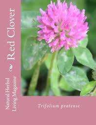 Attēlu rezultāti vaicājumam “Trifolium pratense”
