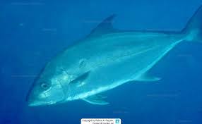 Image result for Seriola rivoliana