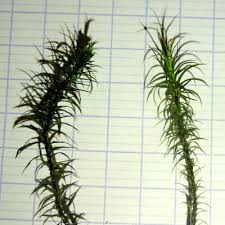 Attēlu rezultāti vaicājumam “Polytrichastrum formosum”