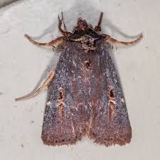 Attēlu rezultāti vaicājumam “Noctuidae”