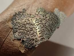 Attēlu rezultāti vaicājumam “Didymium serpula macro”