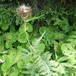 Attēlu rezultāti vaicājumam “Cirsium oleraceum leaf”