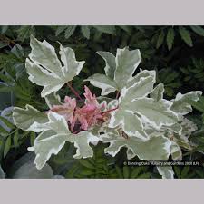 Attēlu rezultāti vaicājumam “Acer campestre leaf”