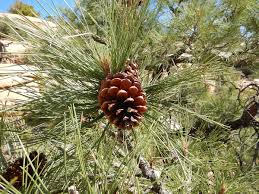 Attēlu rezultāti vaicājumam “Pinus ponderosa fruit”