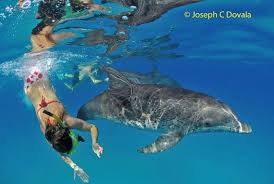 Image result for Durley Dolphin Diver