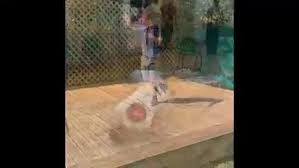 Image result for Capoeira Senzala Grantham