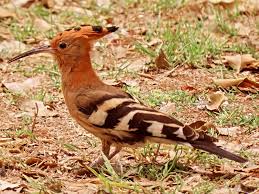 Image result for hoepoe