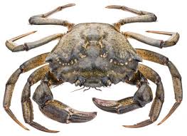 Image result for Carcinus maenas