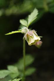 Attēlu rezultāti vaicājumam “Geum rivale fruit”