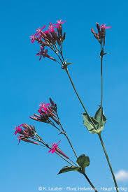Attēlu rezultāti vaicājumam “Armeria vulgaris leaf”
