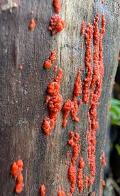 Attēlu rezultāti vaicājumam “Oligonema favogineum sessile”