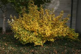 Attēlu rezultāti vaicājumam “Hamamelis vernalis”