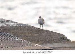 Attēlu rezultāti vaicājumam “Pluvialis squatarola adult”