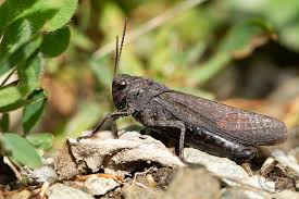 Attēlu rezultāti vaicājumam “Psophus stridulus”