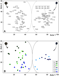Attēlu rezultāti vaicājumam “Lamproderma puncticulatum stalked”