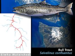 Image result for Salvelinus confluentus
