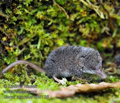 Attēlu rezultāti vaicājumam “Sorex araneus”