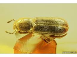 Attēlu rezultāti vaicājumam “Silvanidae”