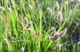 Attēlu rezultāti vaicājumam “Potamogeton gramineus”