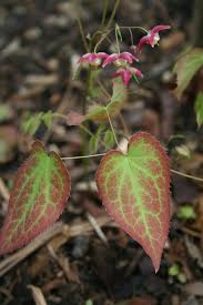 Attēlu rezultāti vaicājumam “Epimedium alpinum  flower”