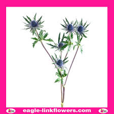 Attēlu rezultāti vaicājumam “Eryngium planum”