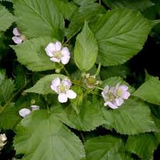 Attēlu rezultāti vaicājumam “Rubus plicatus leaf”